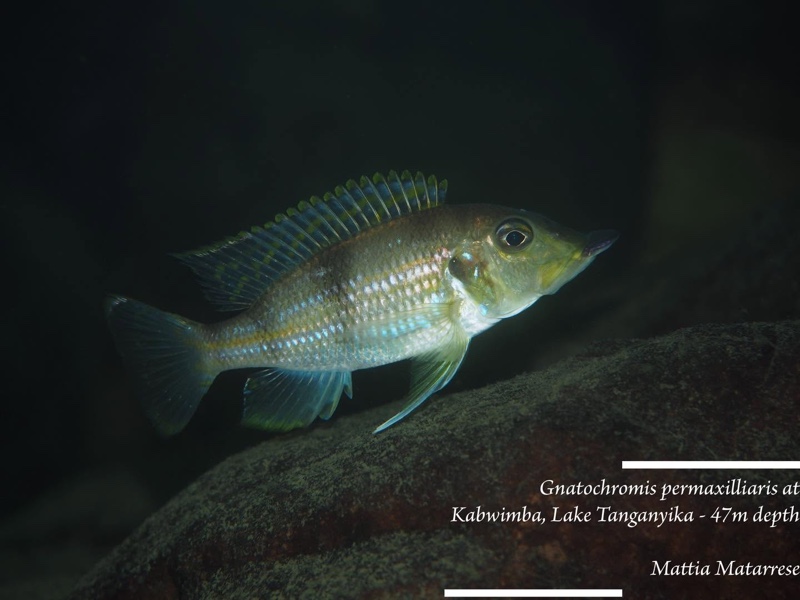 Gnathochromis permaxillaris 'Kambwimba'